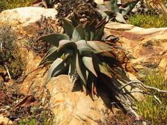 Aloe comptonii