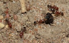 Tetramorium sericeiventre