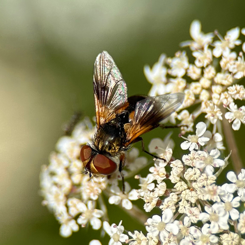 Breitflügelige Raupenfliege