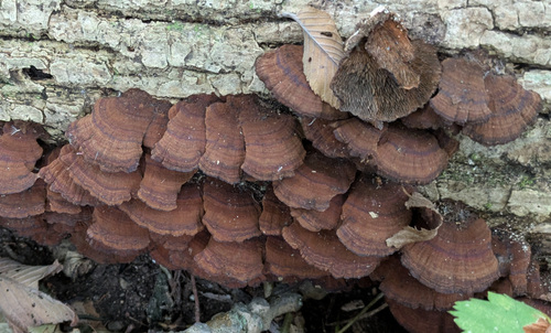 Daedaleopsis confragosa tricolor