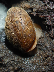 Vespericola armigera
