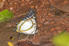 Polyura eudamippus