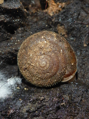 Vespericola armigera