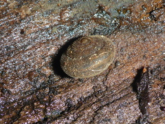 Vespericola armigera