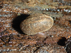 Vespericola armigera
