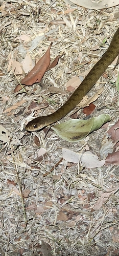 Common keelback sighting
