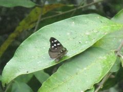 Lepidoptera