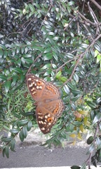 Junonia erigone
