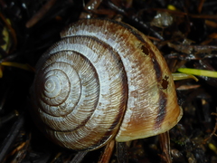 Helminthoglypta arrosa