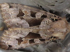 Clavipalpula aurariae