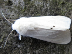 Spilarctia seriatopunctata