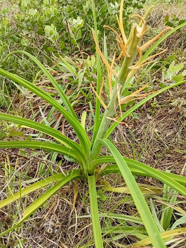 Foto de Albuca nelsonii