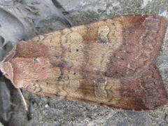 Diarsia canescens