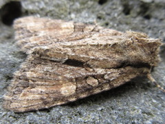 Mamestra brassicae