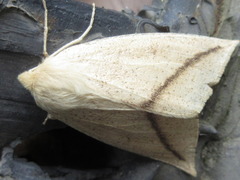 Descoreba simplex