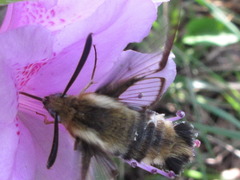 Hemaris affinis