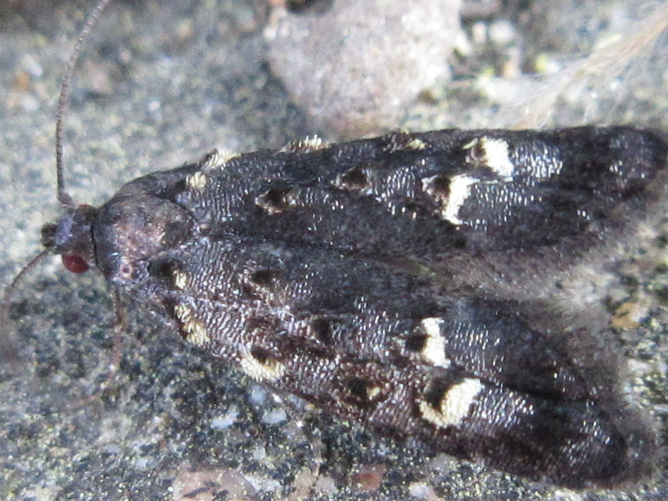 Commatarcha