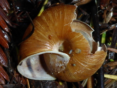 Helminthoglypta arrosa