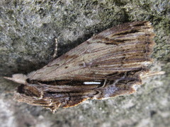 Ercheia niveostrigata