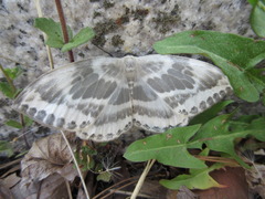 Cyclidia substigmaria