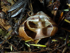 Helminthoglypta arrosa