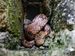 Trimorphodon biscutatus