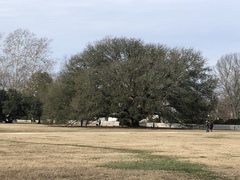 Quercus × comptoniae