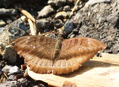 Euthalia telchinia