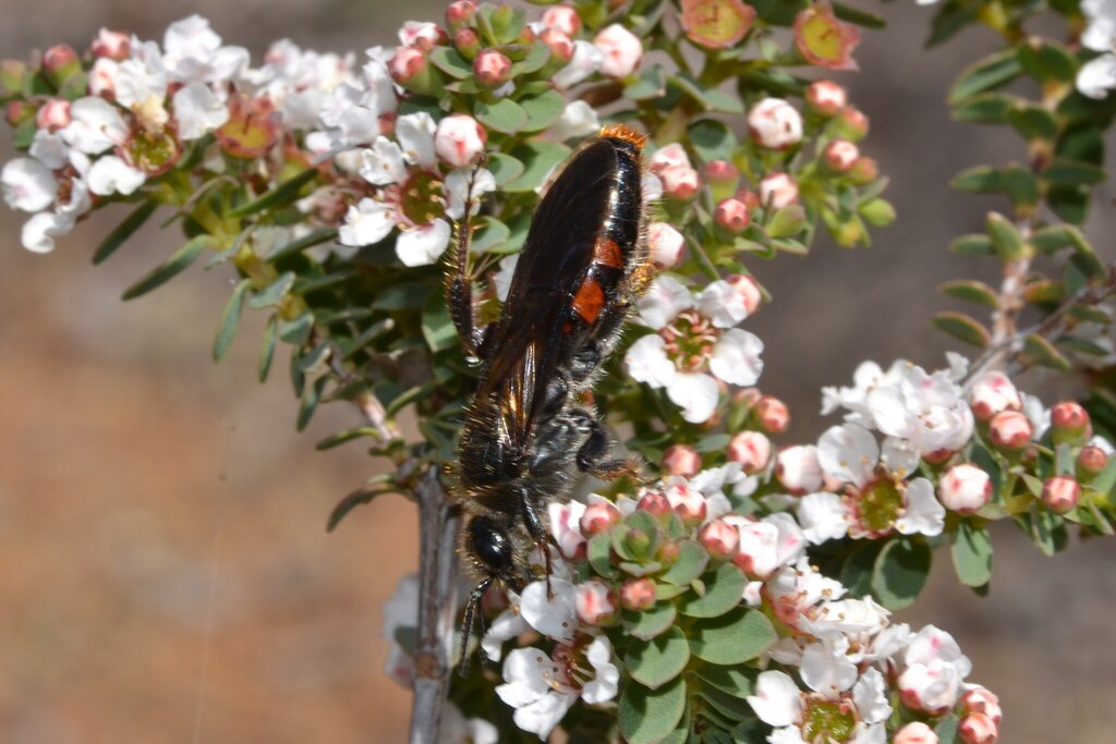 Anthobosca badius