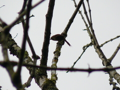 Cranioleuca erythrops