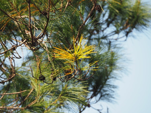 Image of Pinus taiwanensis by no rights reserved