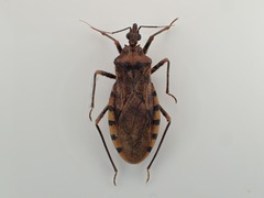 Panstrongylus geniculatus