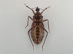 Panstrongylus geniculatus