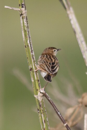 Cloud Cisticola (Cisticola textrix), photo 2
