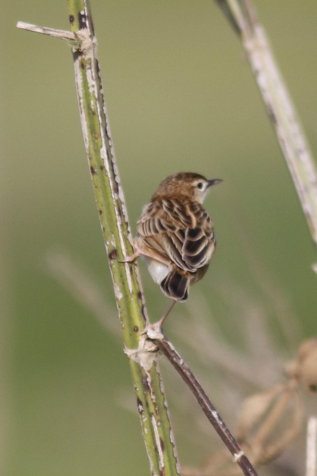 Cloud Cisticola (Cisticola textrix), photo 2