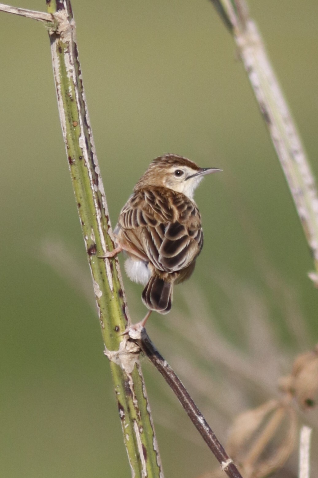 Cloud Cisticola (Cisticola textrix), photo 1