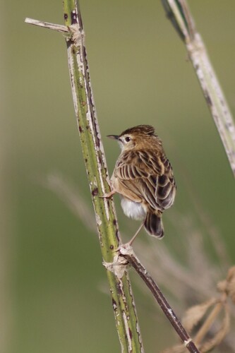 Cloud Cisticola (Cisticola textrix), photo 7