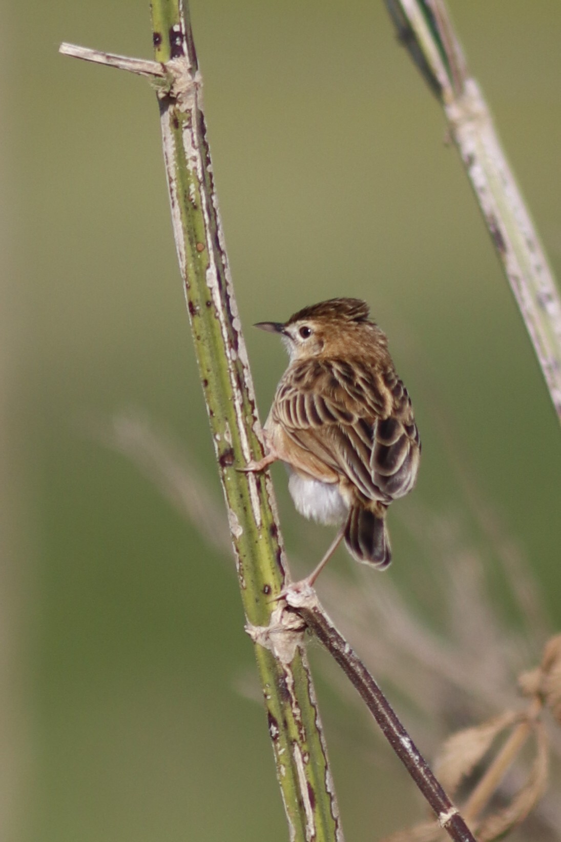 Cloud Cisticola (Cisticola textrix), photo 8