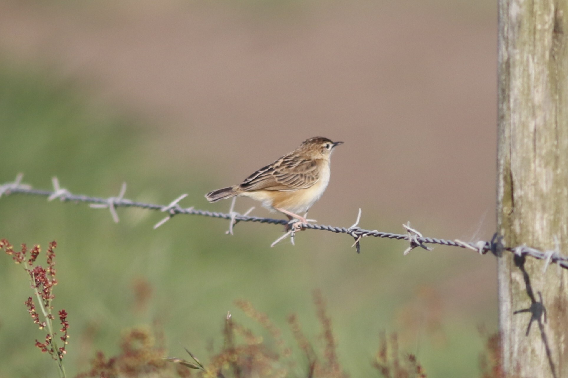 Cloud Cisticola (Cisticola textrix), photo 9