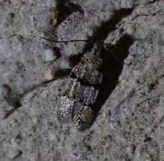 Taygete attributella