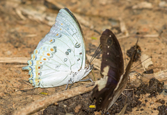 Polyura delphis
