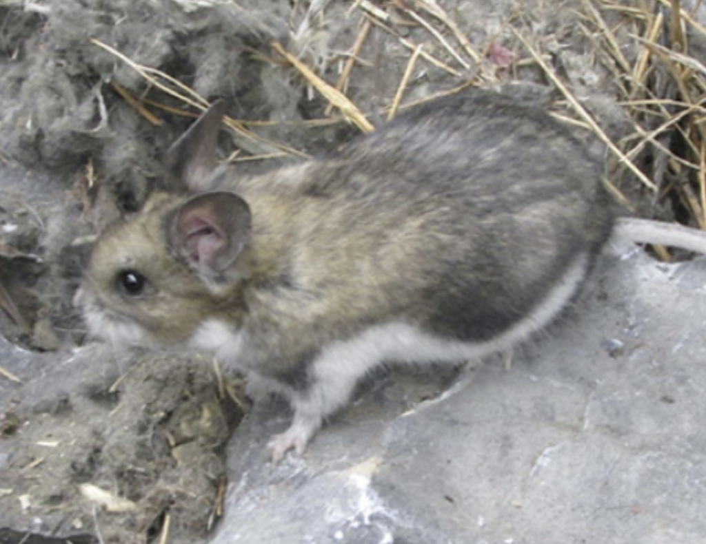 Altiplano Chincilla Mouse