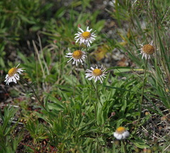 Aster alpinus vierhapperi