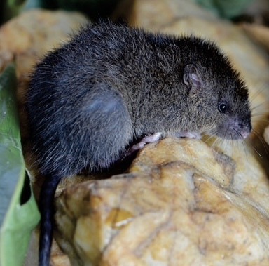Daptomys