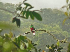 Pharomachrus antisianus