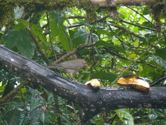 Turdus maculirostris