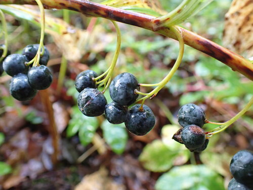 Polygonatum multiflorum