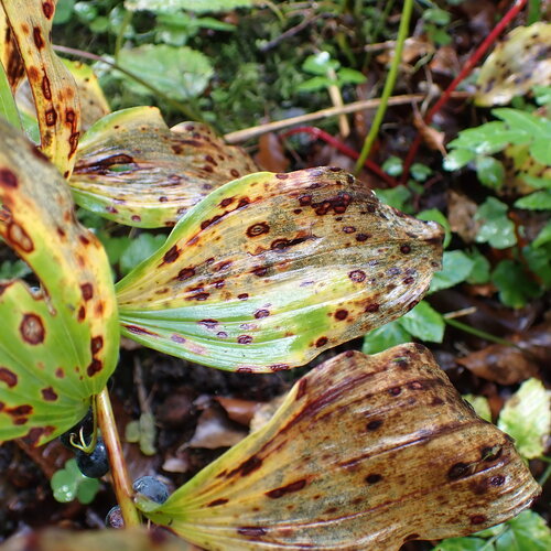 Polygonatum multiflorum