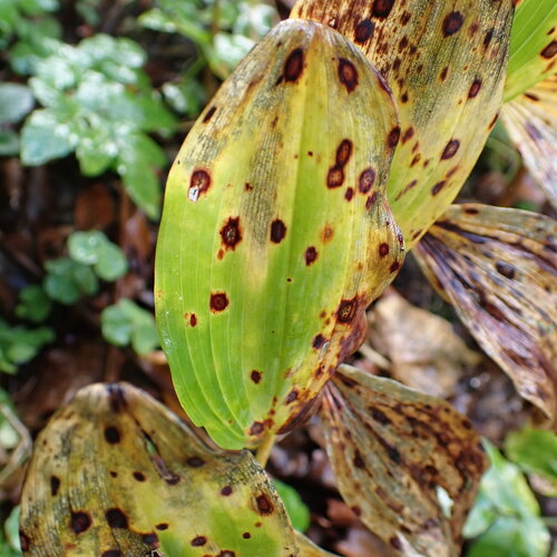 Polygonatum multiflorum