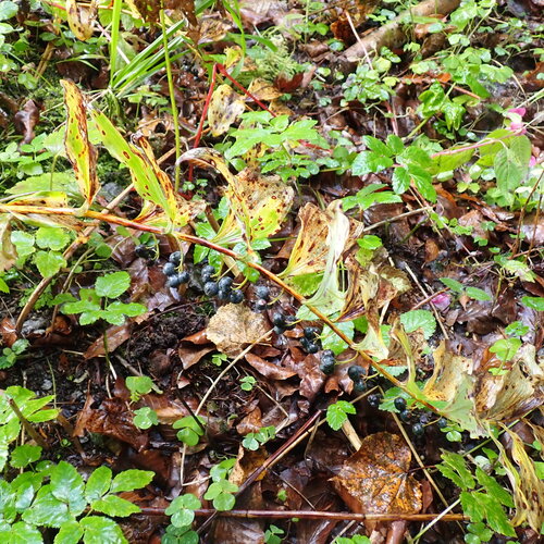 Polygonatum multiflorum